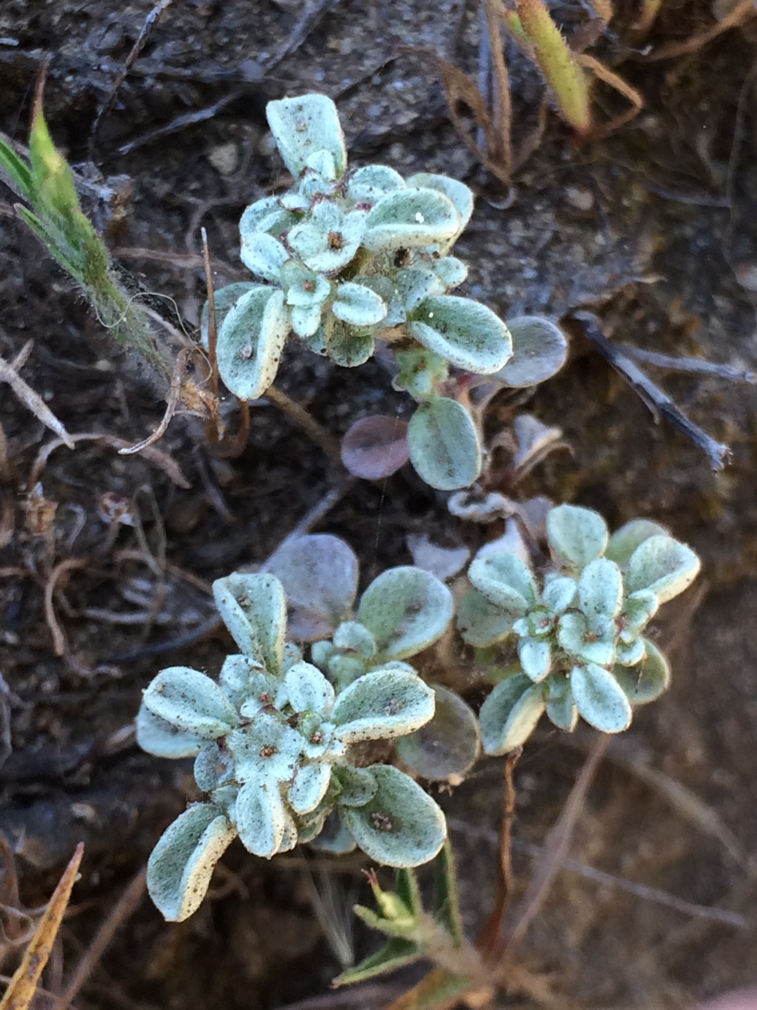 Hesperevax sparsiflora var. brevifolia