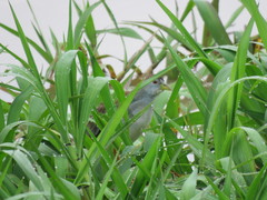 Porphyrio flavirostris