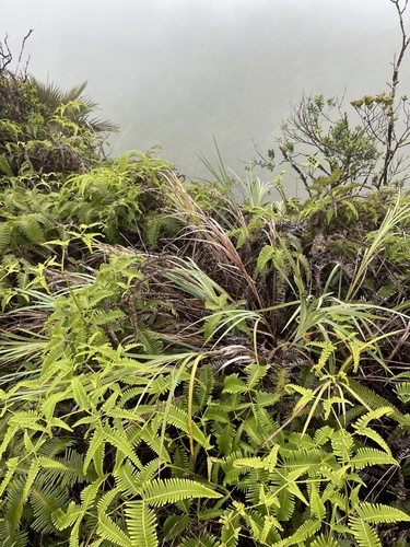 Machaerina mariscoides observed 2022-03-20