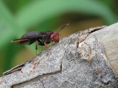 Polistes ferreri