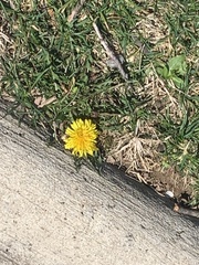 Taraxacum officinale