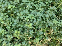 Pachysandra terminalis
