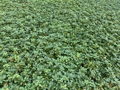 Pachysandra terminalis