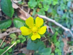 Potentilla indica