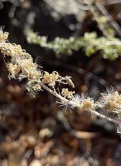 Baccharis pteronioides