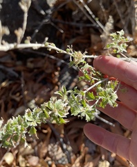 Baccharis pteronioides
