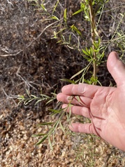 Baccharis pteronioides