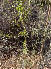 Baccharis pteronioides
