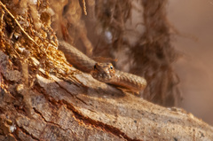 Psammophis aegyptius