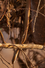 Psammophis aegyptius