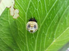 Chelymorpha cassidea