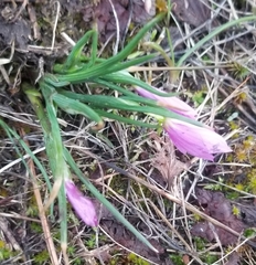 Olsynium douglasii