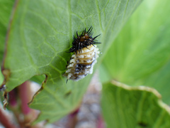 Chelymorpha cassidea
