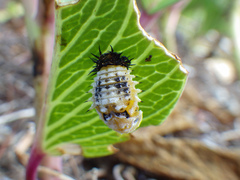 Chelymorpha cassidea
