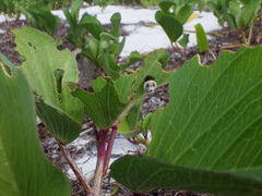 Chelymorpha cassidea