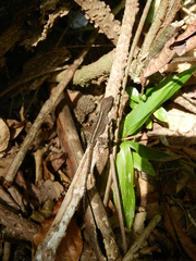 Anolis sagrei
