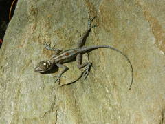 Anolis lucius
