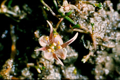 Ranunculus limosella