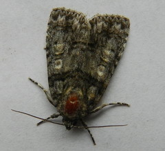 Acronicta increta