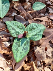 Trillium reliquum