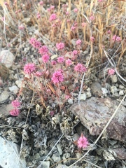 Chorizanthe douglasii