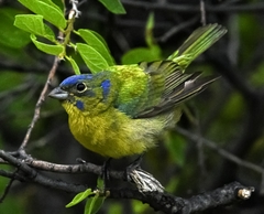 Painted Bunting photo 5