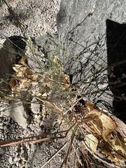 Thamnosma texana