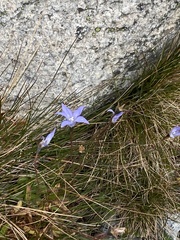 Wahlenbergia ceracea