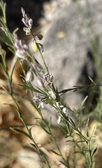 Thamnosma texana
