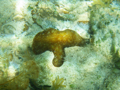 Chondrilla caribensis