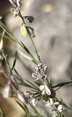 Thamnosma texana