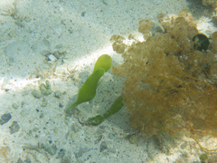 Caulerpa prolifera