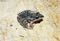 Leptodactylus furnarius