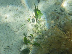 Caulerpa prolifera