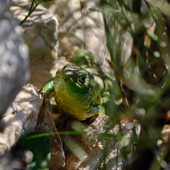 Lacerta trilineata major
