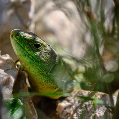 Lacerta trilineata major