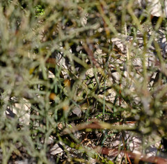 Lacerta trilineata major