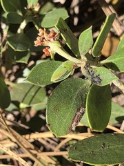 Arctostaphylos nevadensis