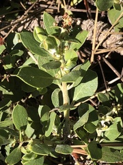 Arctostaphylos nevadensis