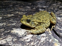 Rhinella rubescens