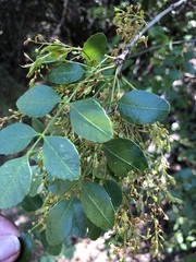 Fraxinus dipetala