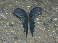 Papilio demetrius demetrius