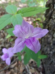 Ruellia pedunculata