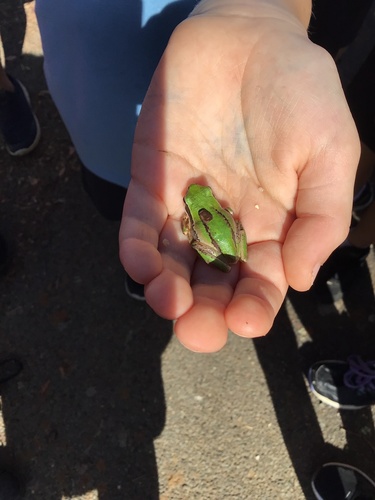 Southern Brown Tree Frog