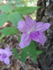 Ruellia pedunculata