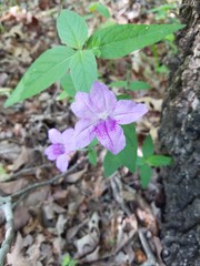 Ruellia pedunculata