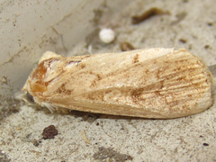 Spodoptera depravata