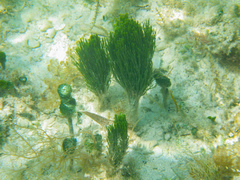 Penicillus dumetosus