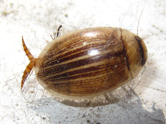 Hydaticus grammicus