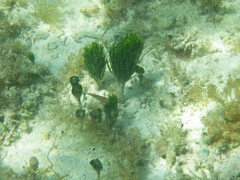Penicillus dumetosus